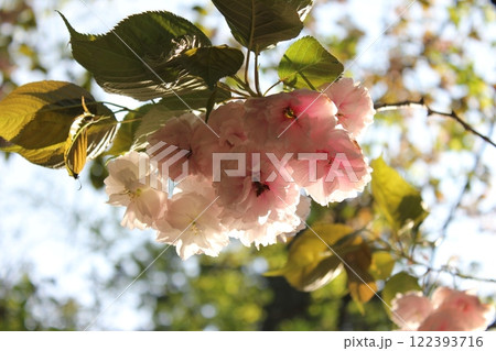 八重桜　⁺＋＊Double=cherry=blossom＊＋⁺ 122393716