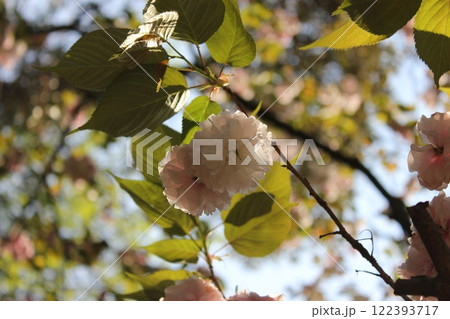八重桜　⁺＋＊Double=cherry=blossom＊＋⁺ 122393717