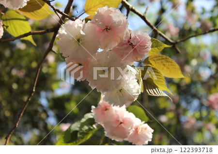 八重桜 ⁺+*Double=cherry=blossom*+⁺ 八重桜 ⁺+*Double=cherry=blossom*+⁺ 122393718