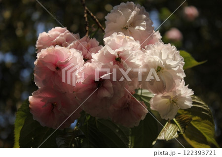 八重桜　⁺＋＊Double=cherry=blossom＊＋⁺ 122393721