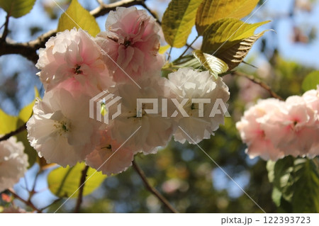 八重桜　⁺＋＊Double=cherry=blossom＊＋⁺ 122393723