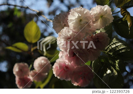 八重桜　⁺＋＊Double=cherry=blossom＊＋⁺ 122393726