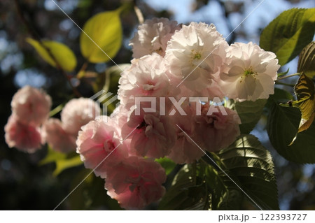 八重桜　⁺＋＊Double=cherry=blossom＊＋⁺ 122393727