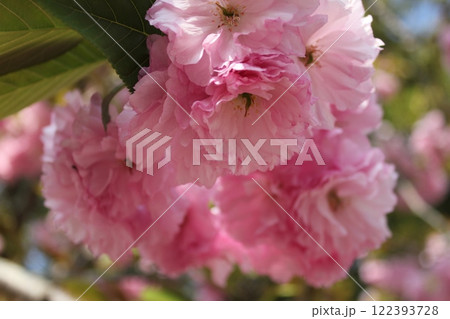 八重桜　⁺＋＊Double=cherry=blossom＊＋⁺ 122393728