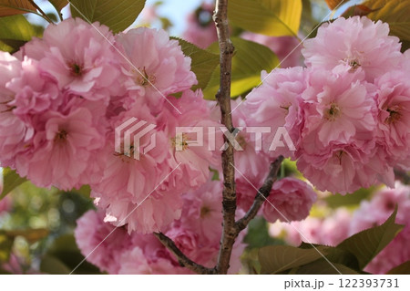 八重桜　⁺＋＊Double=cherry=blossom＊＋⁺ 122393731