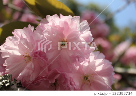 八重桜　⁺＋＊Double=cherry=blossom＊＋⁺ 122393734
