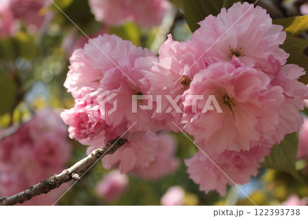 八重桜　⁺＋＊Double=cherry=blossom＊＋⁺ 122393738