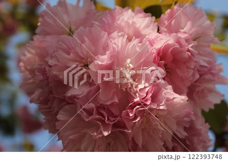 八重桜　⁺＋＊Double=cherry=blossom＊＋⁺ 122393748