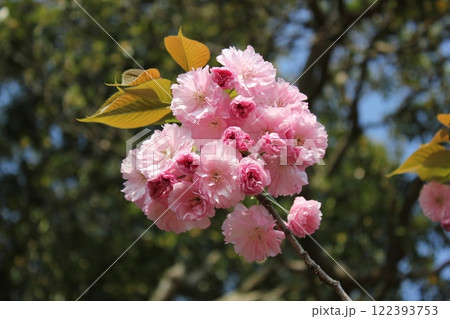 八重桜　⁺＋＊Double=cherry=blossom＊＋⁺ 122393753