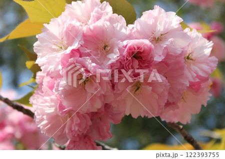 八重桜　⁺＋＊Double=cherry=blossom＊＋⁺ 122393755