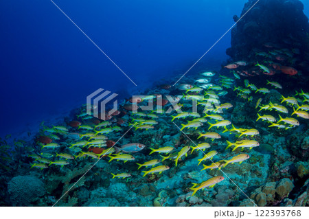 ホウセキキントキとアカヒメジの群れ 小笠原 ホウセキキントキとアカヒメジの群れ 小笠原 122393768
