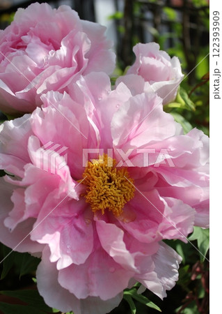 牡丹　　～ ～ ✿ぼたん✿～ ～  122393909