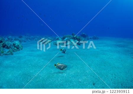 ユウゼン 小笠原 ユウゼン 小笠原 122393911