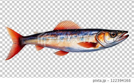 Beautiful capelin fish watercolor representation on a white background for artistic inspiration Beautiful capelin fish watercolor representation on a white background for artistic inspiration 122394168