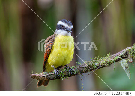 Great kiskadee, Pitangus sulphuratus, La Fortuna, Volcano Arenal, Costa Rica Wildlife 122394497
