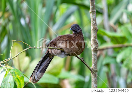 Bird Grey-headed chachalaca (Ortalis cinereiceps). La Fortuna, Volcano Arenal, Costa Rica Wildlife 122394499