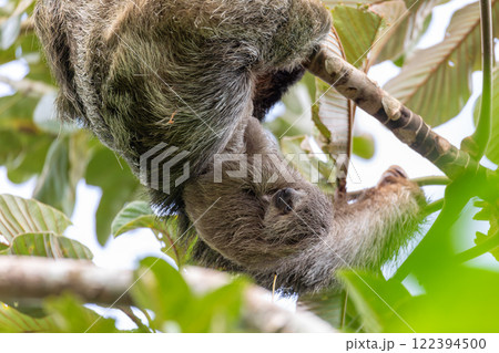 Female of pale-throated sloth - Bradypus tridactylus with baby hanged top of the tree, La Fortuna, Costa Rica wildlife 122394500