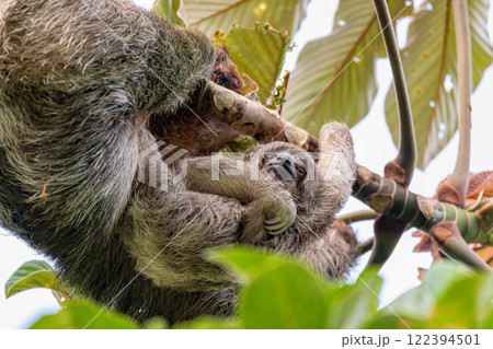 Female of pale-throated sloth - Bradypus tridactylus with baby hanged top of the tree, La Fortuna, Costa Rica wildlife 122394501