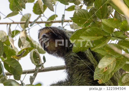 Female of pale-throated sloth - Bradypus tridactylus with baby hanged top of the tree, La Fortuna, Costa Rica wildlife 122394504