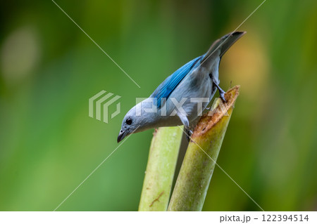 Blue-gray tanager, Thraupis episcopus, La Fortuna Volcano Arenal, Costa Rica wildlife Blue-gray tanager, Thraupis episcopus, La Fortuna Volcano Arenal, Costa Rica wildlife 122394514