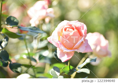 淡いピンクの秋のバラ 122394640
