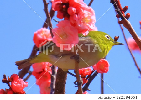 水月公園（大阪府池田市）満開の梅＜摩耶紅の蜜を吸うメジロ＞ 122394661