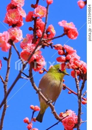 水月公園(大阪府池田市)満開の梅<摩耶紅の蜜を吸うメジロ> 水月公園(大阪府池田市)満開の梅<摩耶紅の蜜を吸うメジロ> 122394664