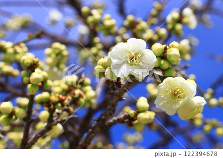 水月公園(大阪府池田市)満開の梅<緑萼しだれ梅> 水月公園(大阪府池田市)満開の梅<緑萼しだれ梅> 122394678
