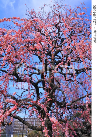水月公園(大阪府池田市)満開の梅<藤牡丹しだれ梅> 水月公園(大阪府池田市)満開の梅<藤牡丹しだれ梅> 122394680