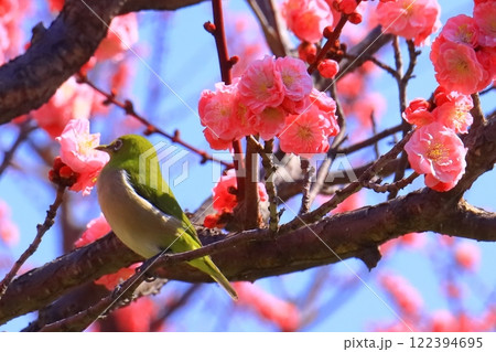 水月公園（大阪府池田市）満開の梅＜摩耶紅の蜜を吸うメジロ＞ 122394695