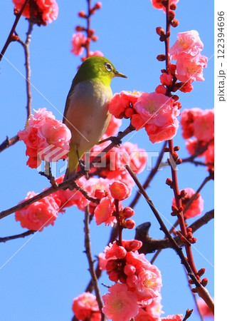 水月公園(大阪府池田市)満開の梅<摩耶紅の蜜を吸うメジロ> 水月公園(大阪府池田市)満開の梅<摩耶紅の蜜を吸うメジロ> 122394696