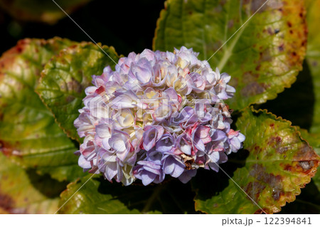Blossom of violet hydrangea, Madeira, Portugal 122394841