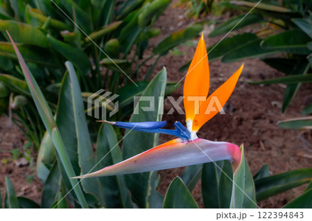 Strelitzia blossom in the nature, Madeira, Portugal 122394843