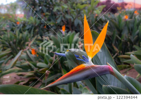 Strelitzia blossom in the nature, Madeira, Portugal 122394844