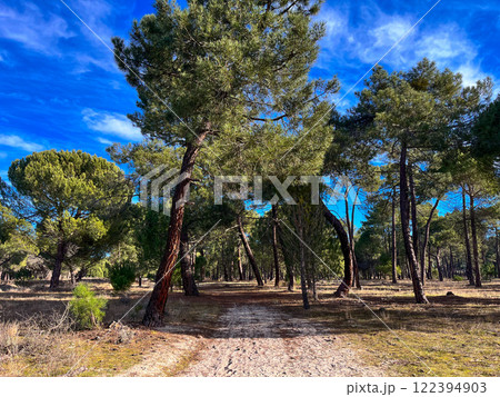 Pine trees of different shapes in a forest in northern Spain Pine trees of different shapes in a forest in northern Spain 122394903