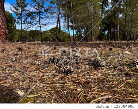 Pinecones in a pine forest in Spain Pinecones in a pine forest in Spain 122394906