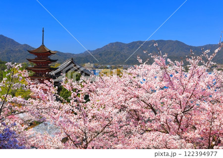 【広島県】満開の桜と厳島神社の五重塔と豊国神社(宮島) 【広島県】満開の桜と厳島神社の五重塔と豊国神社(宮島) 122394977