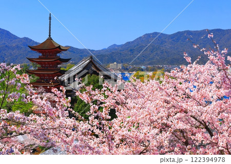 【広島県】満開の桜と厳島神社の五重塔と豊国神社(宮島) 【広島県】満開の桜と厳島神社の五重塔と豊国神社(宮島) 122394978