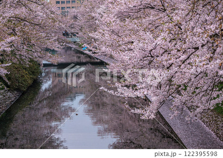 (とやまビューポイント) 富山城 松川べりの桜 4月 (とやまビューポイント) 富山城 松川べりの桜 4月 122395598