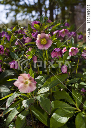 クリスマスローズの花が咲いています。学名はHelleborusです。 122395941