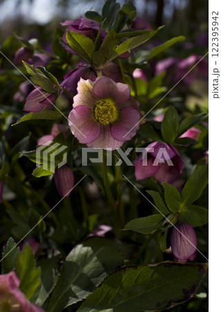 クリスマスローズの花が咲いています。学名はHelleborusです。 122395942