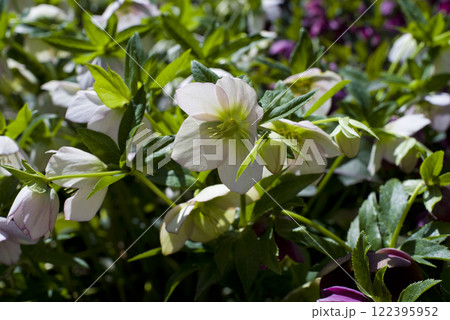 クリスマスローズの花が咲いています。学名はHelleborusです。 クリスマスローズの花が咲いています。学名はHelleborusです。 122395952