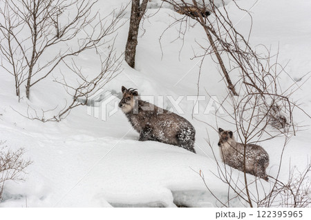 冬　雪の中の　カモシカ親子　（飛騨高山） 122395965