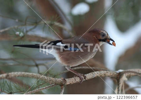 Eurasian Jay eating nuts. Winter bird feeding concept Eurasian Jay eating nuts. Winter bird feeding concept 122396657