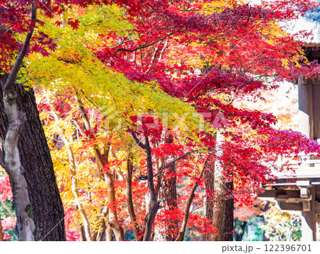 秋晴れに映える鮮やかに色づいた紅葉 122396701