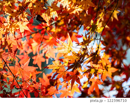 秋晴れに映える鮮やかに色づいた紅葉 122396710