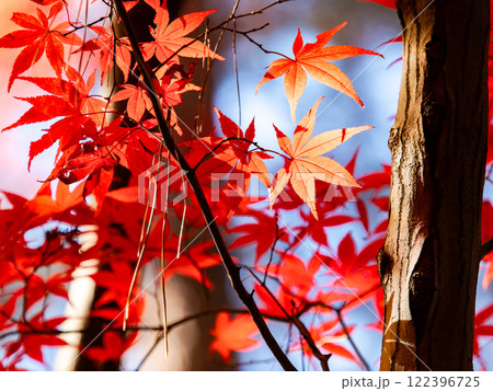秋晴れに映える鮮やかに色づいた紅葉 122396725