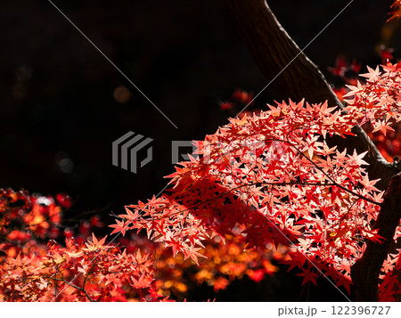 秋晴れに映える鮮やかに色づいた紅葉 122396727