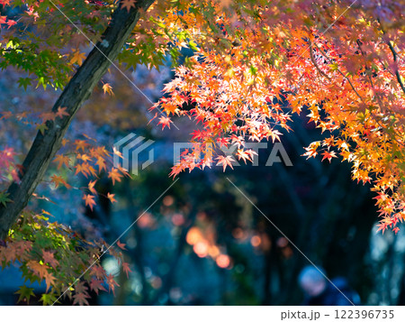 秋晴れに映える鮮やかに色づいた紅葉 秋晴れに映える鮮やかに色づいた紅葉 122396735