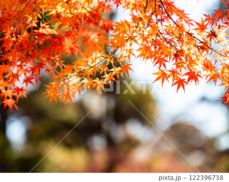 秋晴れに映える鮮やかに色づいた紅葉 122396738